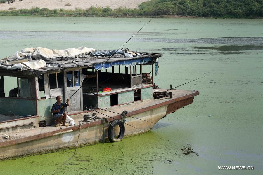 CHINA-HENAN-SHAYING RIVER-DUCKWEED (CN)