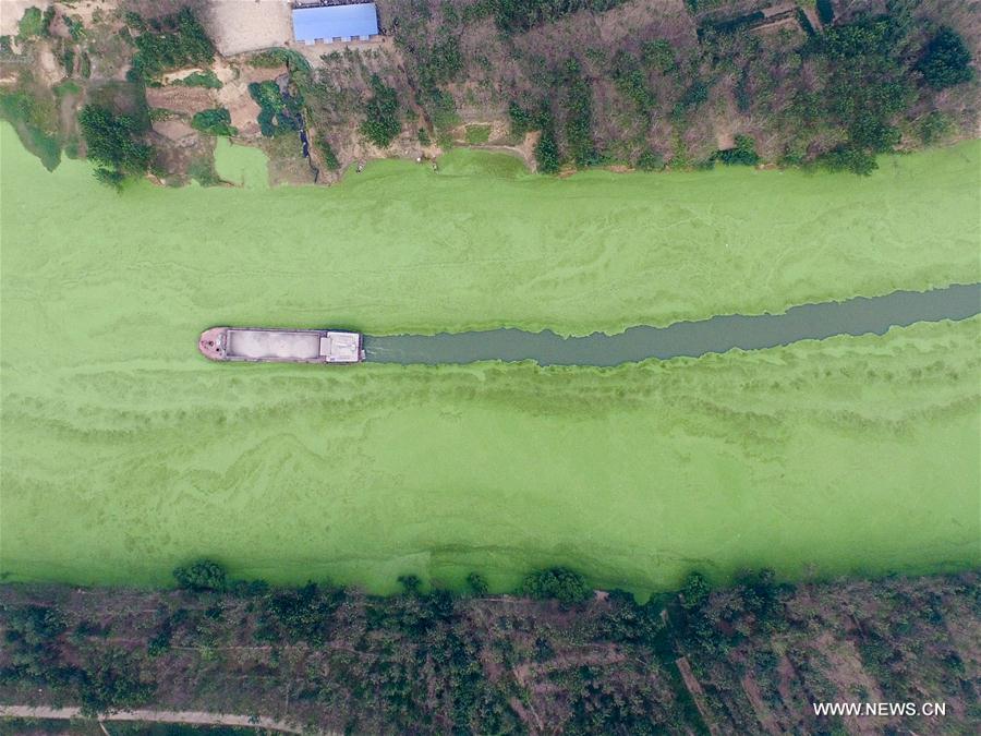 CHINA-HENAN-SHAYING RIVER-DUCKWEED (CN)