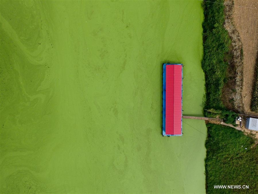 CHINA-HENAN-SHAYING RIVER-DUCKWEED (CN)