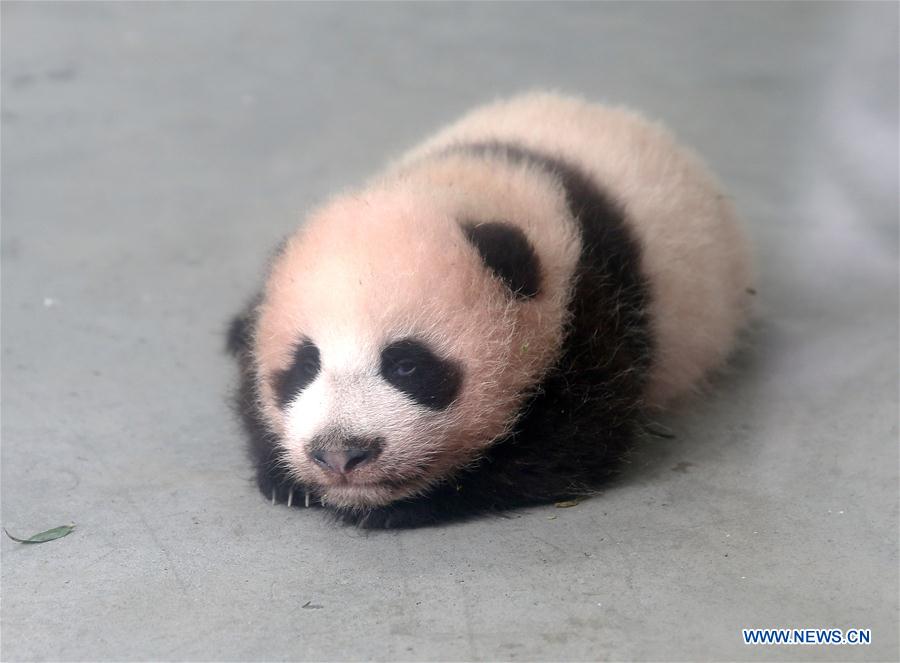 CHINA-SHANGHAI-GIANT PANDA CUB (CN)