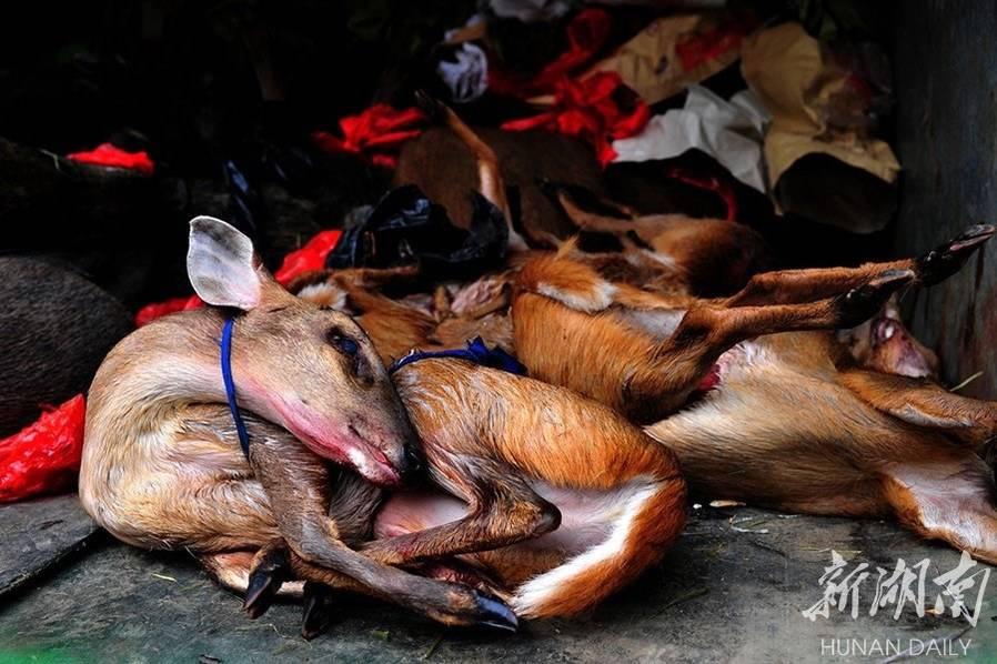 Over 100 carcasses of endangered animals seized in south China’s Hunan