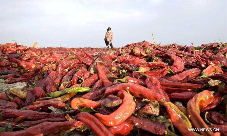 As the harvest season for chillies come, local chilli production of Hoxud County in 2016 is expected to reach 38,000 tonnes.