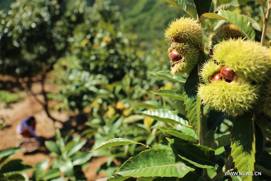 #CHINA-CHENGDE-CHESTNUT HARVEST (CN)