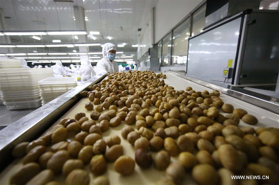 #CHINA-CHENGDE-CHESTNUT HARVEST (CN)