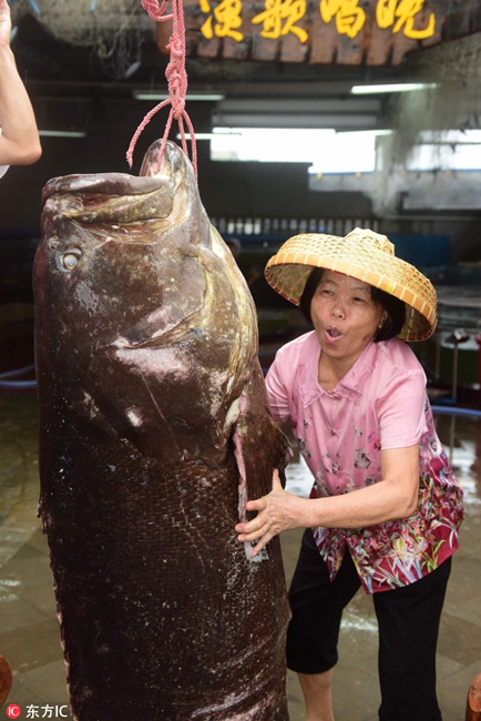 Giant grouper caught in Hainan