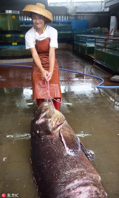 Giant grouper caught in Hainan