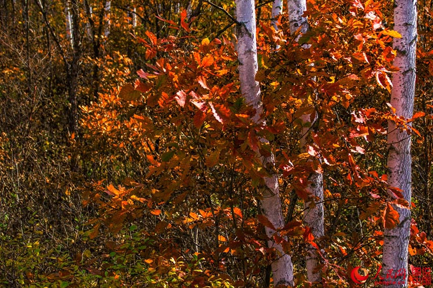 Colorful Greater Khingan Mountains in autumn