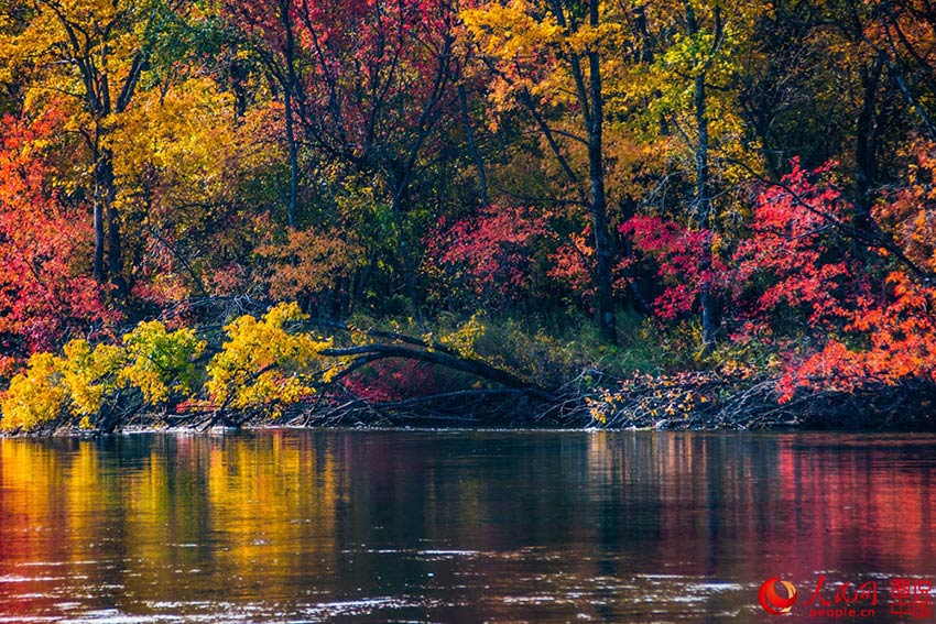 Colorful Greater Khingan Mountains in autumn