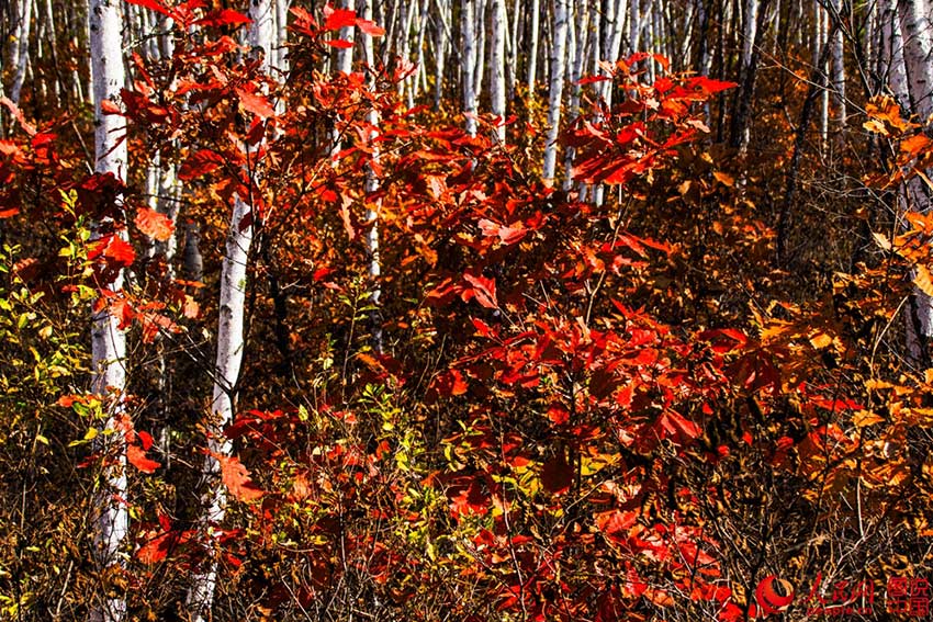 Colorful Greater Khingan Mountains in autumn