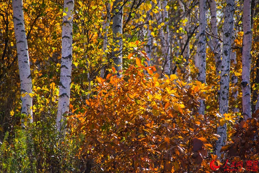 Colorful Greater Khingan Mountains in autumn