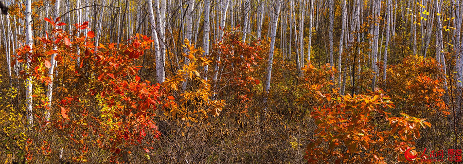 Colorful Greater Khingan Mountains in autumn