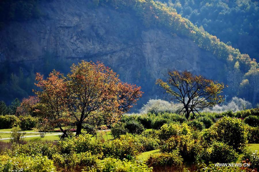 Photo taken on Sept. 30, 2016 shows the autumn scenery in forest of Yichun, northeast China's Heilongjiang Province.