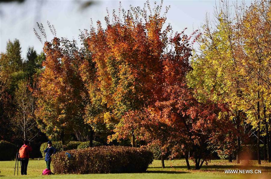 Photo taken on Sept. 30, 2016 shows the autumn scenery in forest of Yichun, northeast China's Heilongjiang Province.