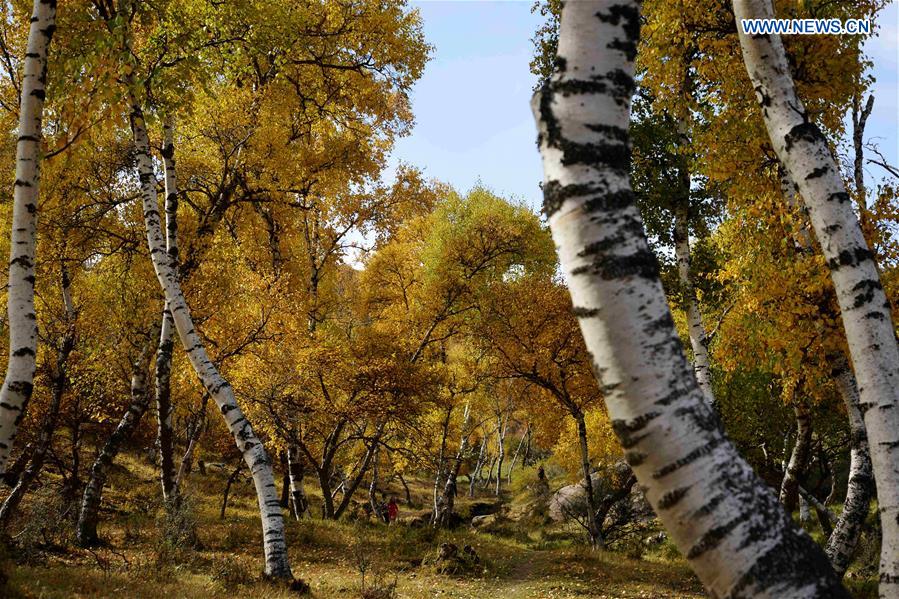 #CHINA-INNER MONGOLIA-AUTUMN SCENERY-BIRCH (CN)