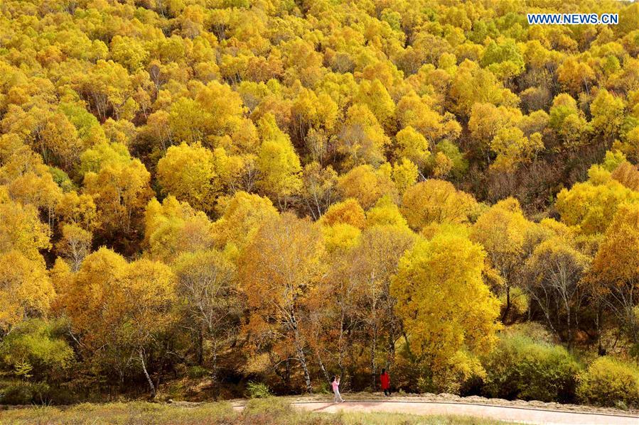 #CHINA-INNER MONGOLIA-AUTUMN SCENERY-BIRCH (CN)