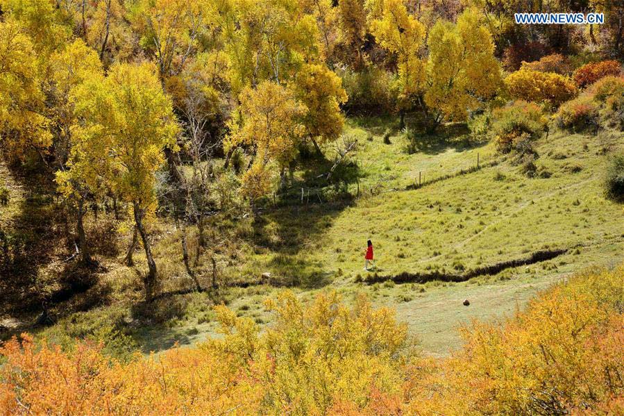 #CHINA-INNER MONGOLIA-AUTUMN SCENERY-BIRCH (CN)