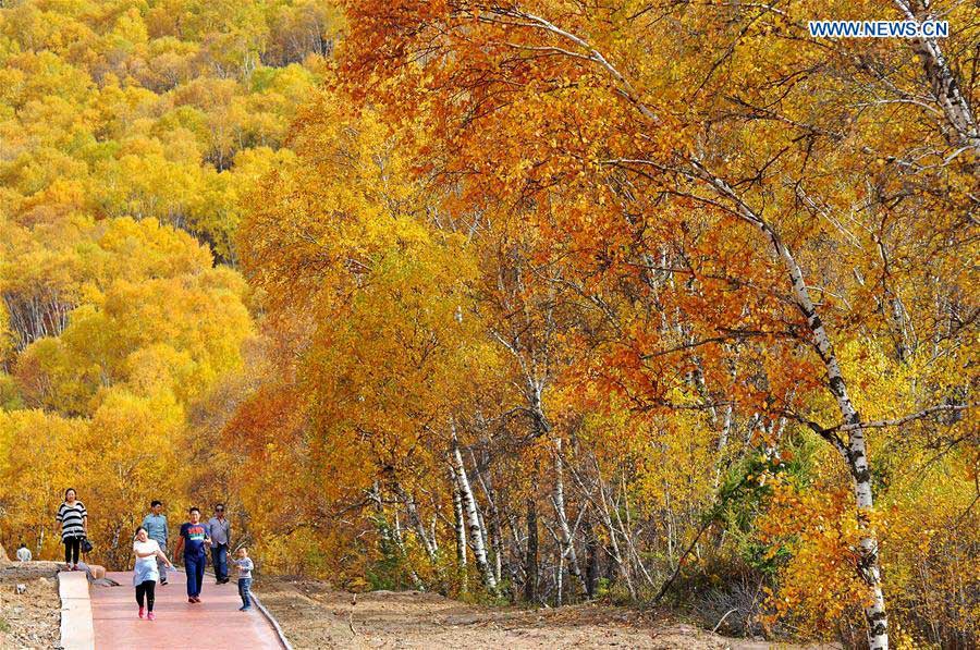 #CHINA-INNER MONGOLIA-AUTUMN SCENERY-BIRCH (CN)