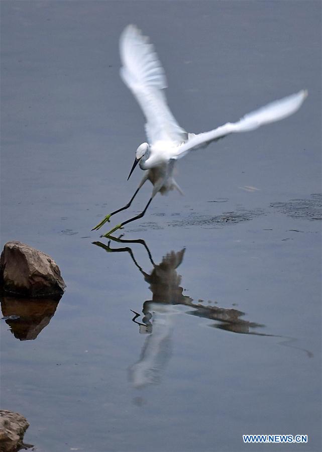 #CHINA-HUBEI-ENSHI-AUTUMN-EGRET (CN)