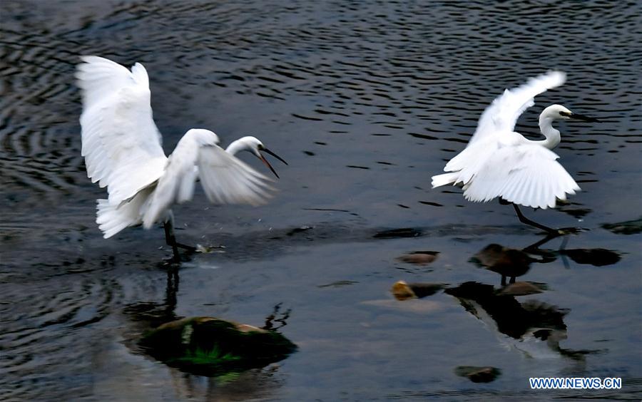 #CHINA-HUBEI-ENSHI-AUTUMN-EGRET (CN)