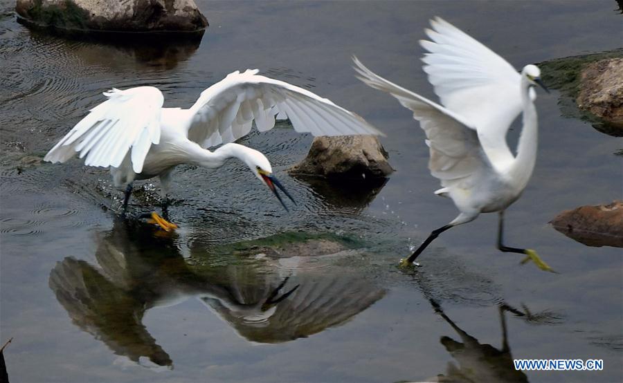 #CHINA-HUBEI-ENSHI-AUTUMN-EGRET (CN)