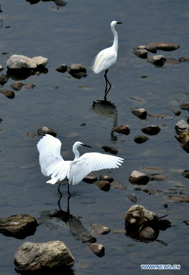 #CHINA-HUBEI-ENSHI-AUTUMN-EGRET (CN)