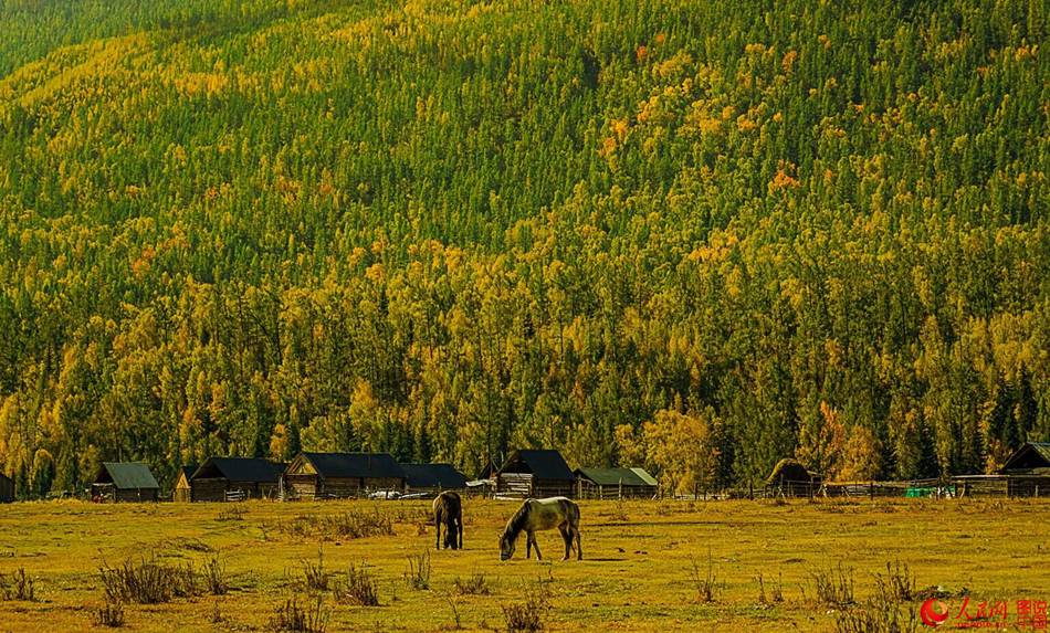 Autumn in Xinjiang's Hemu Village