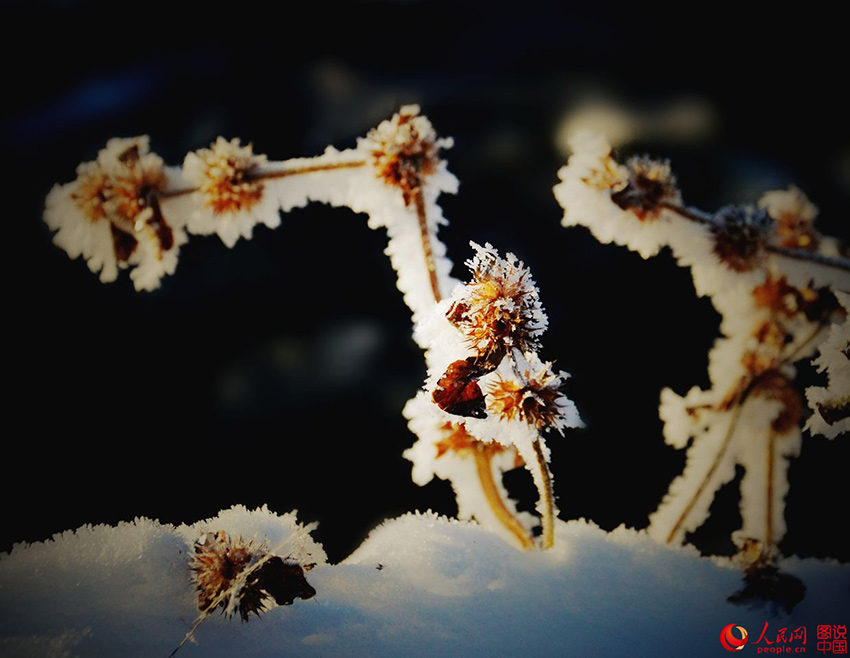 Morning frost in northeastern China