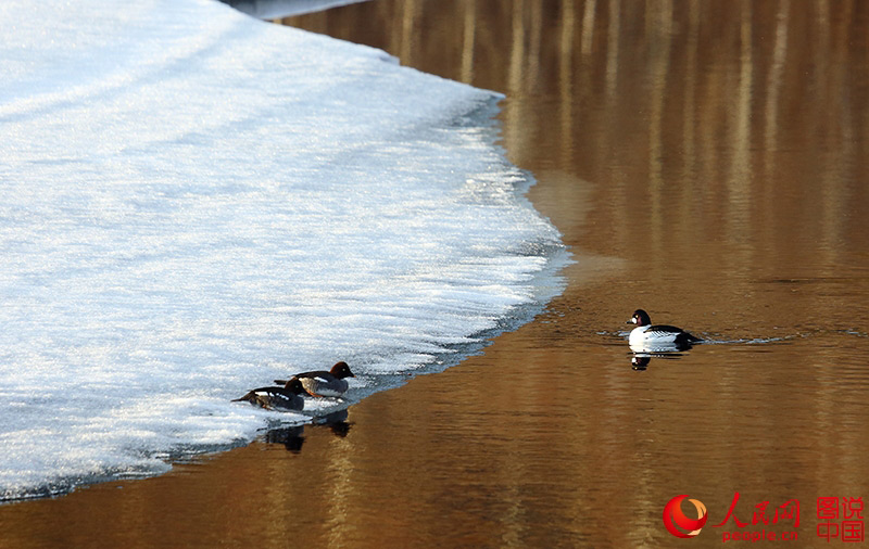 Scenery of arctic village in Heilongjiang