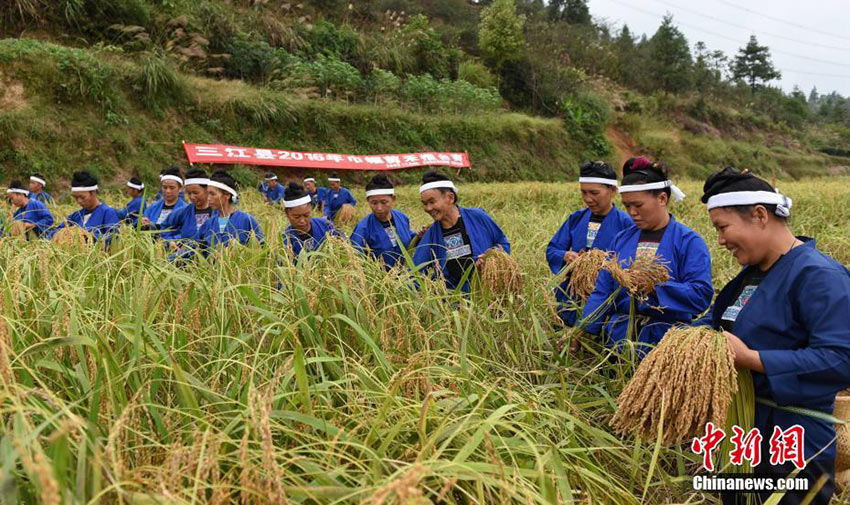 Dong ethnic minority women celebrate harvest in Guangxi 