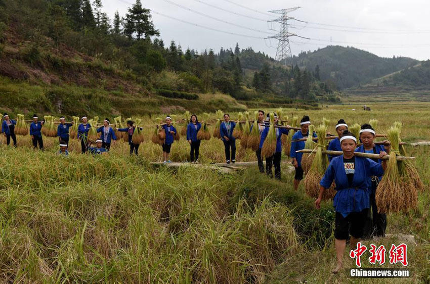 Dong ethnic minority women celebrate harvest in Guangxi 