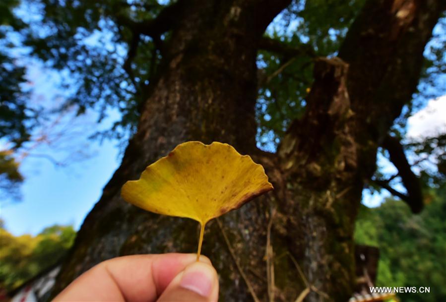 CHINA-FUJIAN-SHUNCHANG-AUTUMN SCENERY (CN)