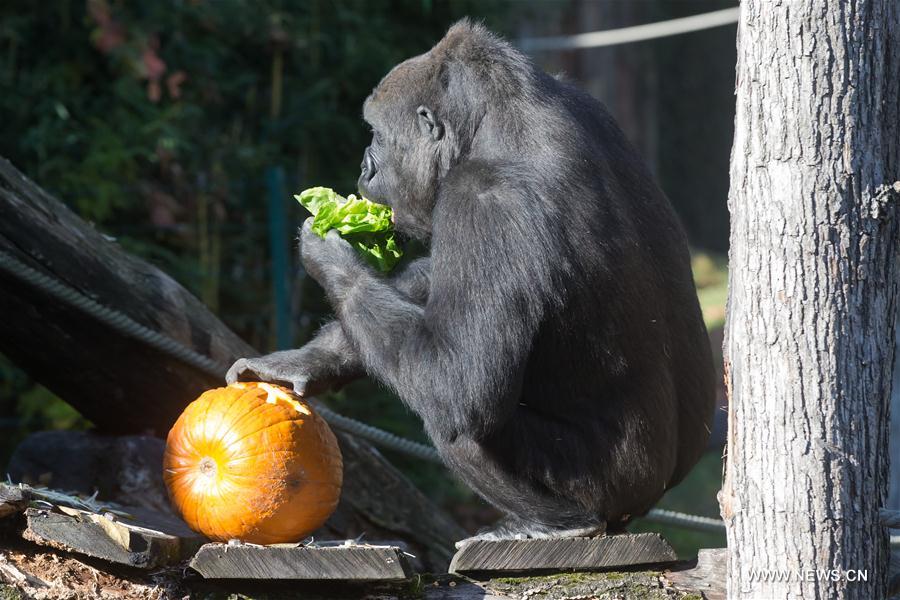 HUNGARY-BUDAPEST-ZOO-HALLOWEEN