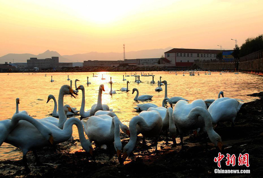 Swans migrate to Shandong province for winter