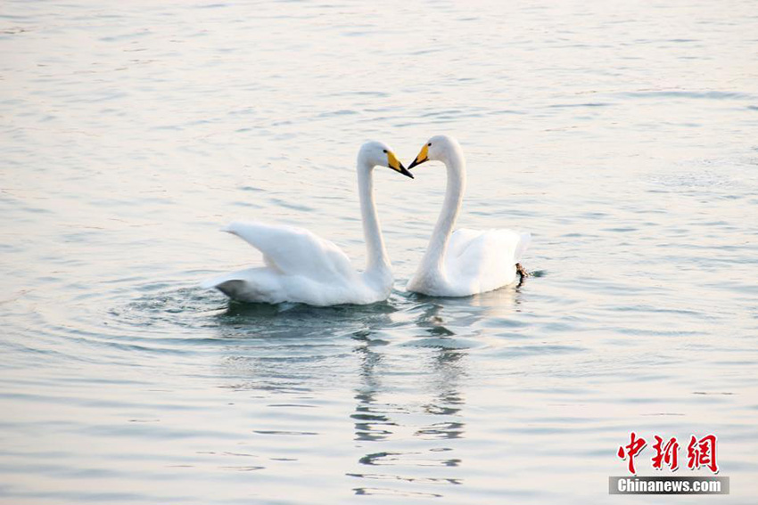 Swans migrate to Shandong province for winter