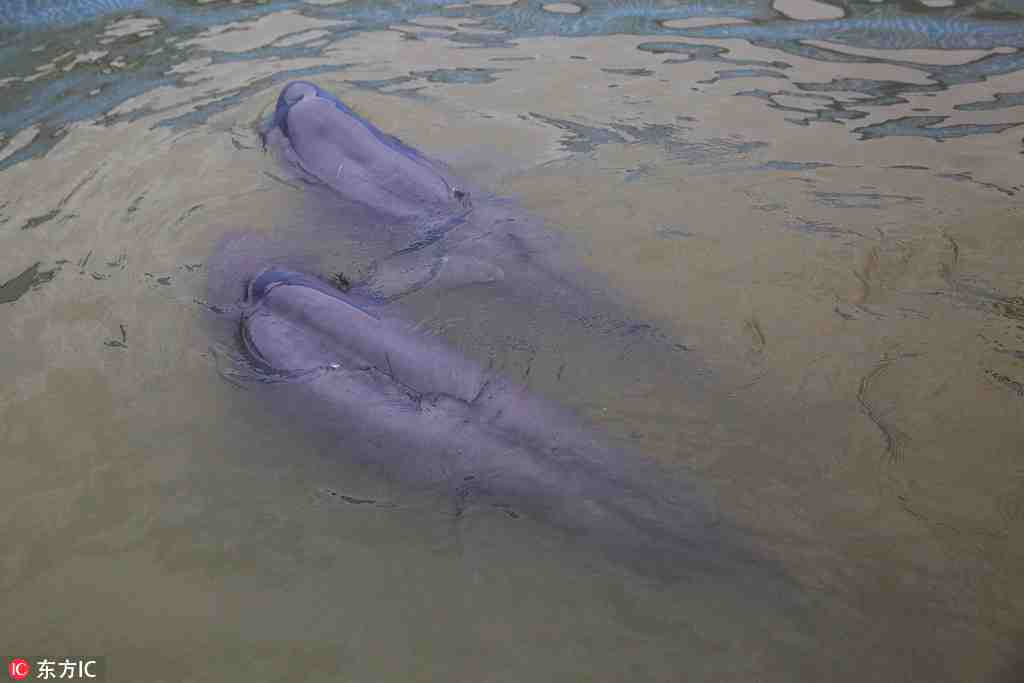 2 finless porpoises relocated, 'married' to optimize population diversity