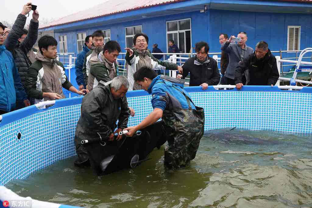 2 finless porpoises relocated, 'married' to optimize population diversity