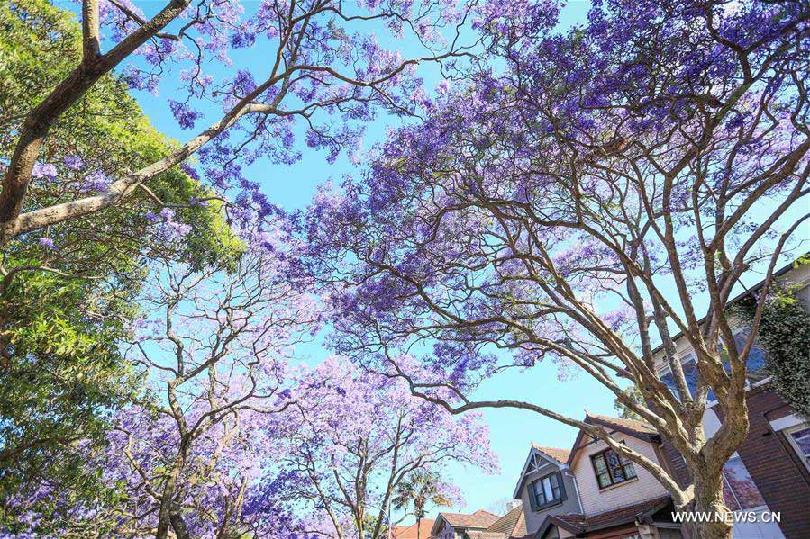 AUSTRALIA-SYDNEY-JACARANDA SEASON