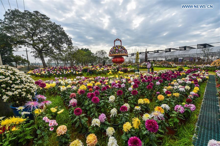 CHINA-ZHEJIANG-CHRYSANTHEMUM EXHIBITION(CN) 