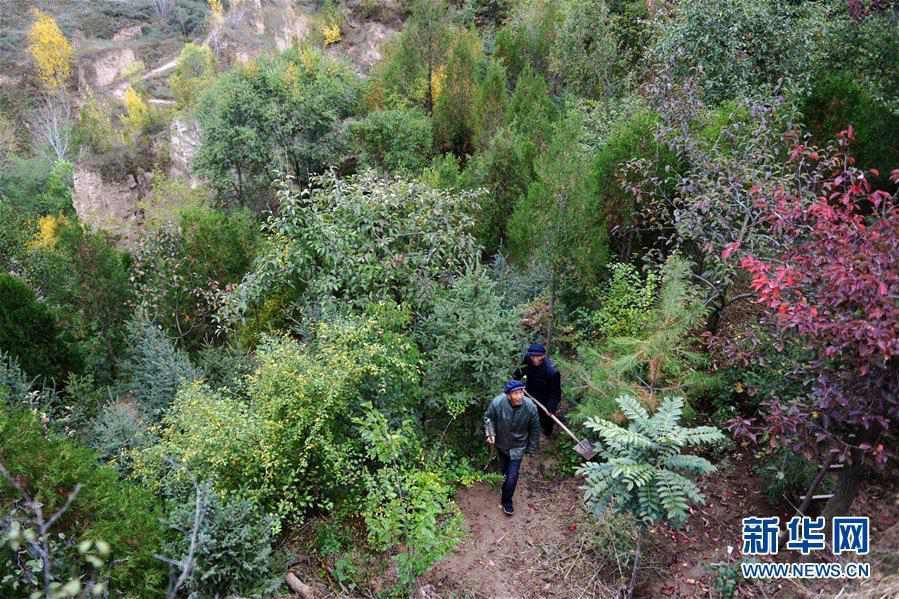 Twins in Gansu plant 70,000-sqare-meter forest