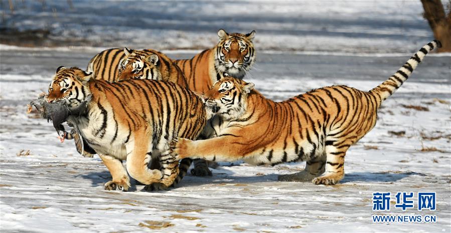 Siberian tigers on the hunt