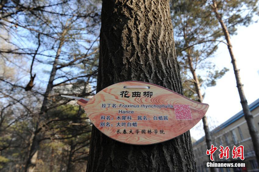 Trees given 'ID cards' at Changchun University