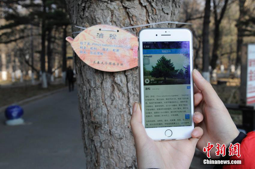 Trees given 'ID cards' at Changchun University