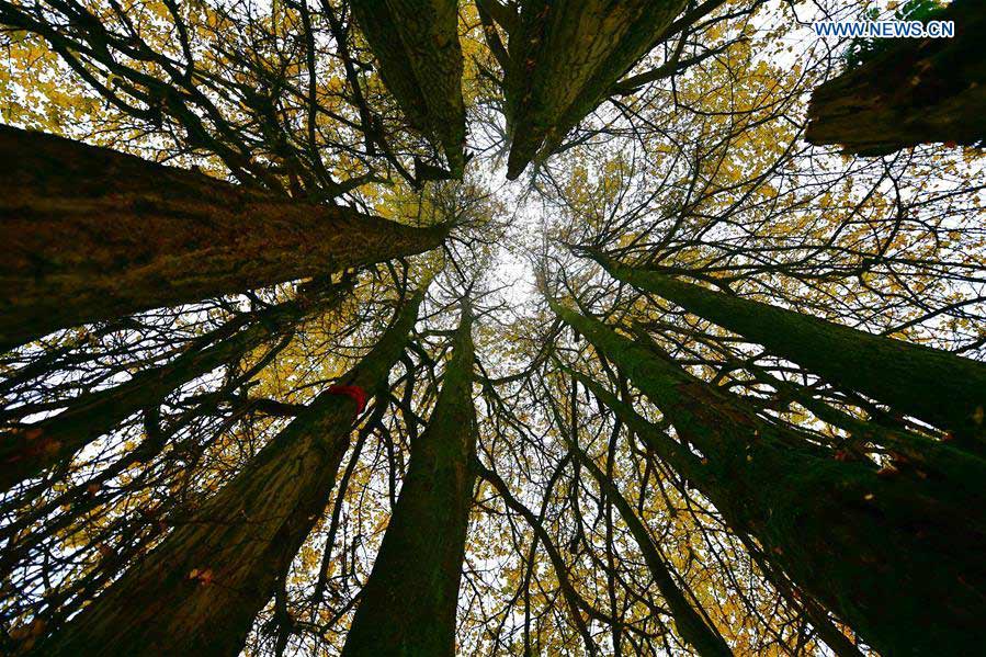 #CHINA-HUBEI-XUAN'EN-GINKGO TREE (CN)