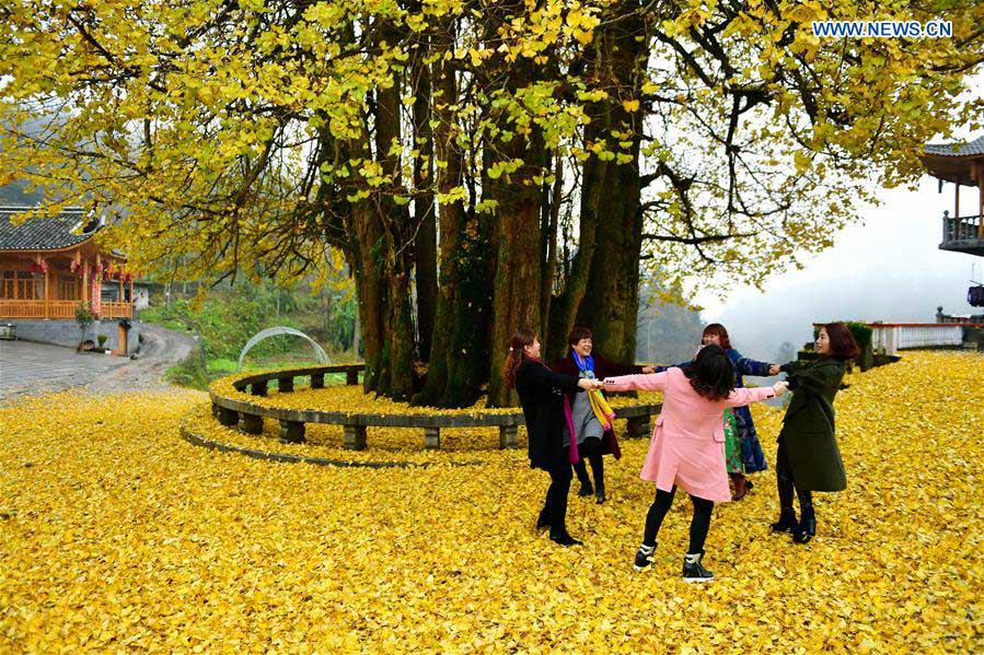 #CHINA-HUBEI-XUAN'EN-GINKGO TREE (CN)