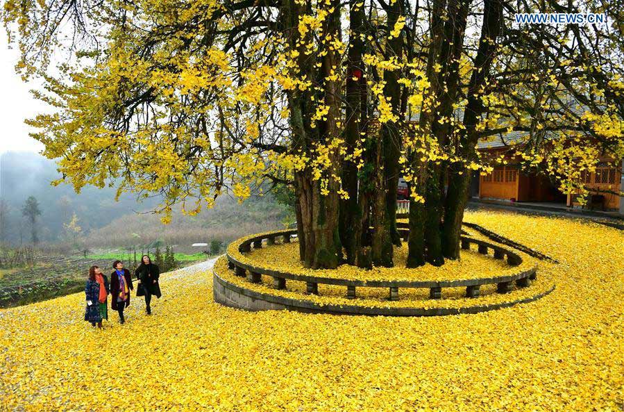 #CHINA-HUBEI-XUAN'EN-GINKGO TREE (CN)