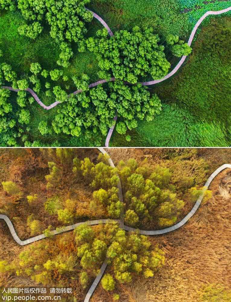 Aerial view of Shandong wetland park