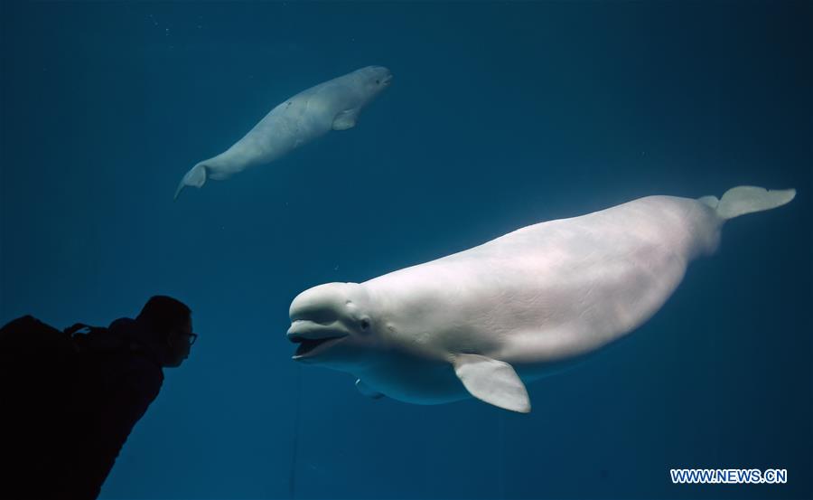 CHINA-CHANGSHA-BELUGA-BABY (CN)