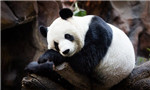 New movie accused of whitewashing panda trafficking by Westerners