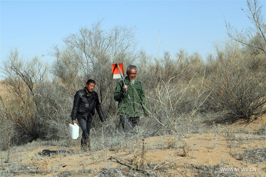 CHINA-GANSU-BATTLE AGAINST DESERTIFICATION (CN)