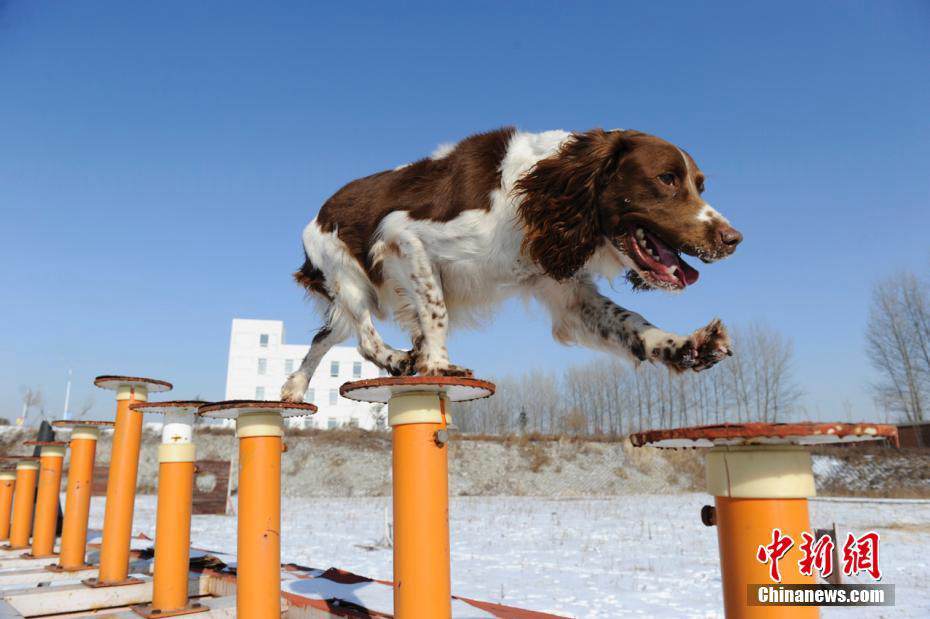 Search and rescue dogs show off skills